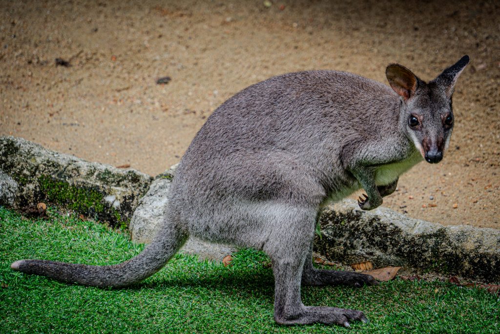 wallaby